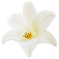 花のイメージ