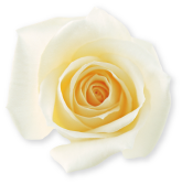 チューリップの花のイメージ