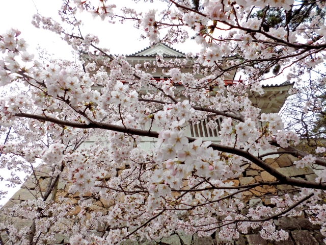 福山城桜まつりのイメージ画像