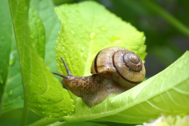 カタツムリのイメージ画像