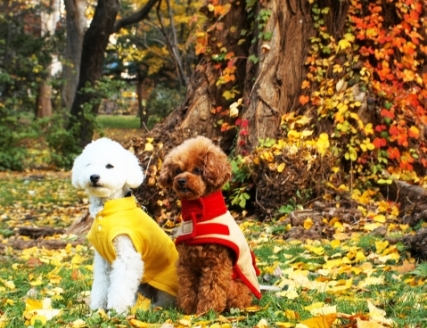 秋を楽しむデート「紅葉」のイメージ