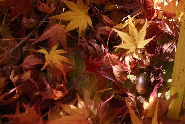 秋色のイメージ