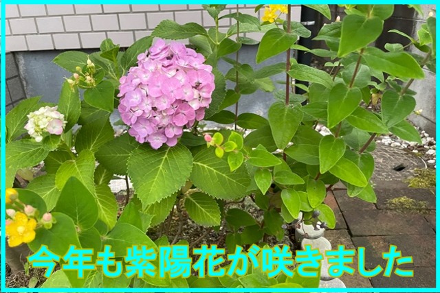 紫陽花が咲きましたのイメージ画像