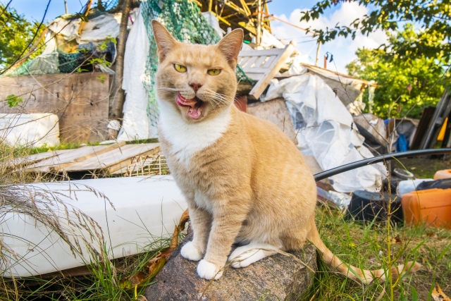 ダミ声になった?　外猫の脇雄（わきお）のイメージ