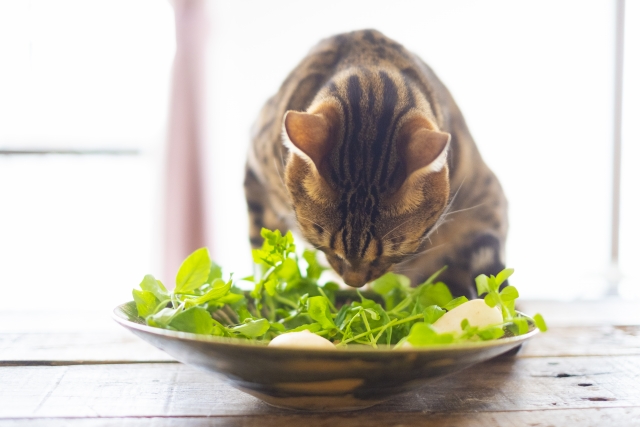 魅力的な人になる　（食生活を変える）編のイメージ画像