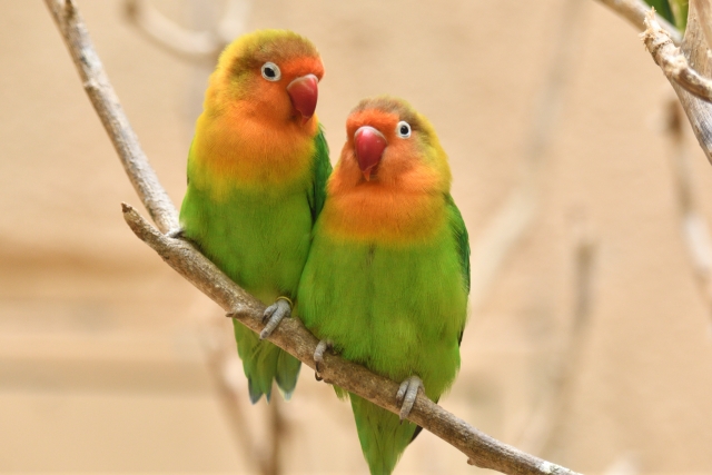 ラブラブ❤ボタンインコのイメージ