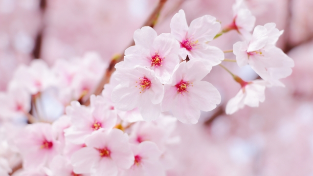 桜の開花のイメージ画像
