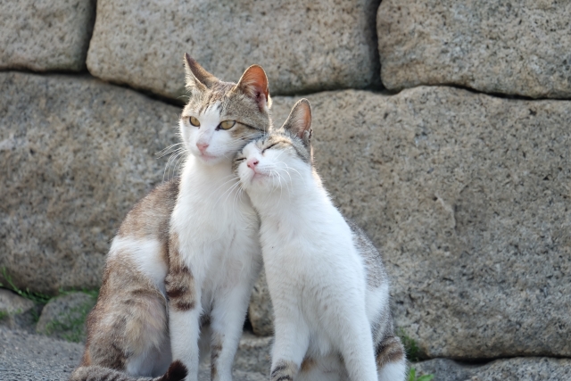 成婚おめでとうございます！ (=^・^=)福岡サロンのイメージ画像