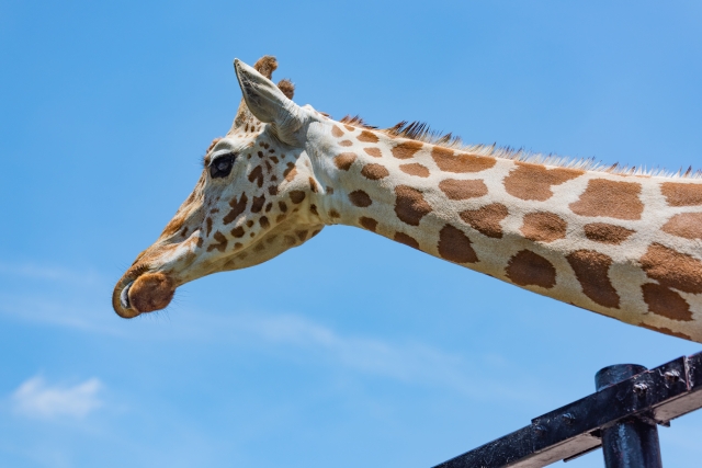 動物園デートのイメージ画像