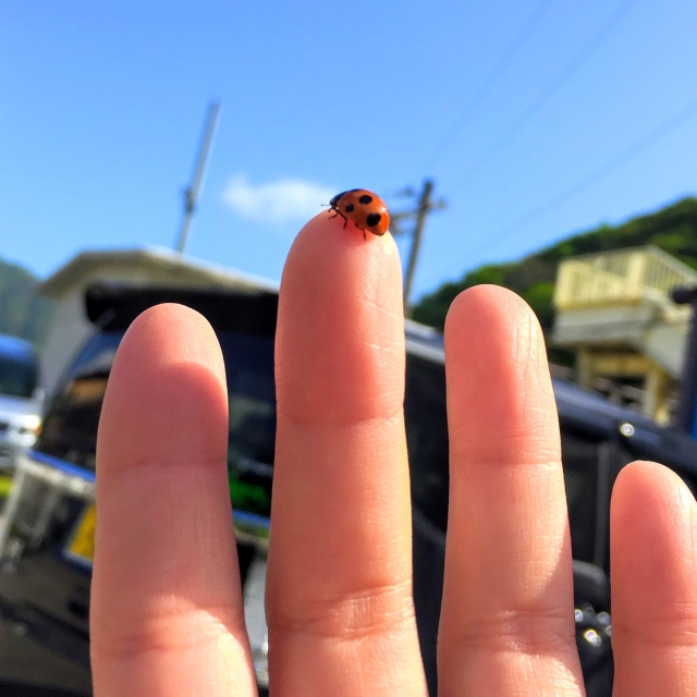 てんとう虫のイメージ画像