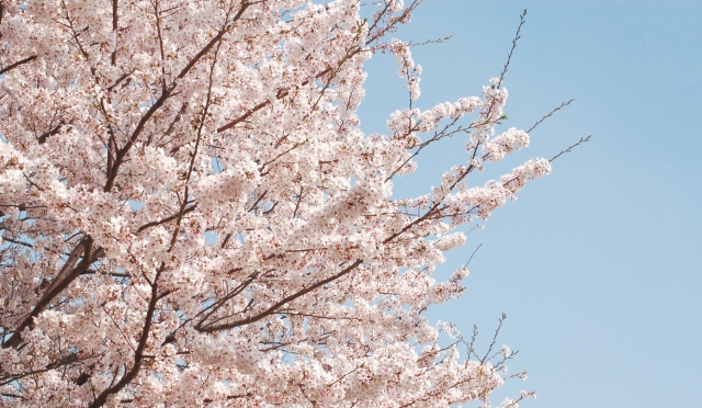 緑町公園の桜のイメージ