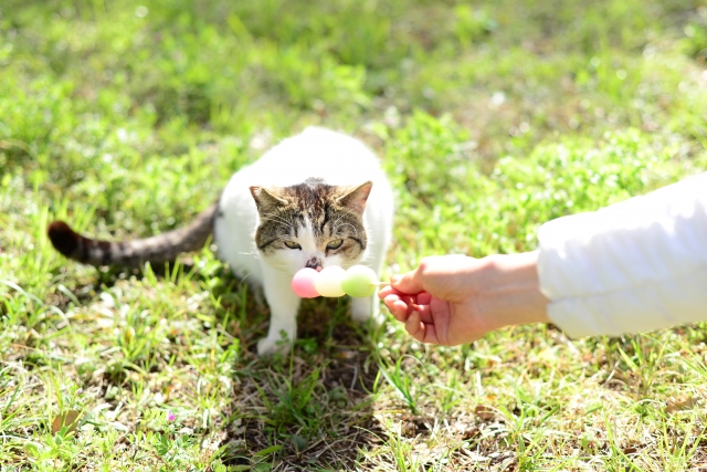 花より団子のイメージ画像