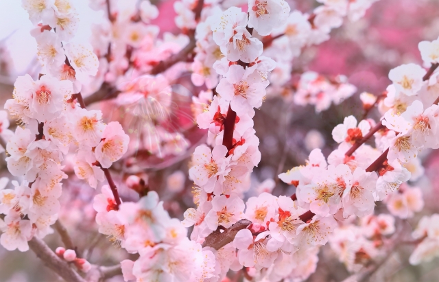 梅のお花見　のイメージ画像