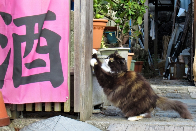 アルコールが飲めないと、モテない？？のイメージ画像