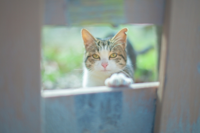 さすらいの猫　脇雄（わきお）のイメージ