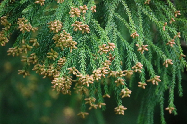 花粉症に悩む方へ～オススメアロマのイメージ