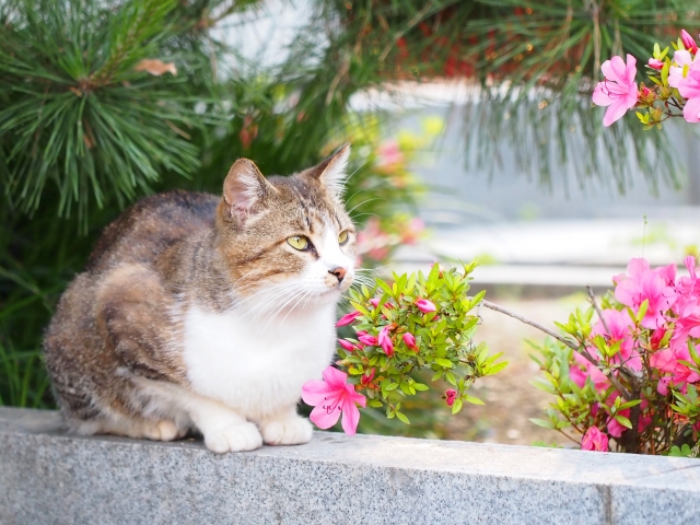 我が家の庭にもツツジが咲きましたのイメージ画像