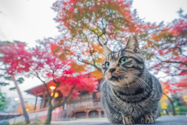 紅葉のイメージ画像