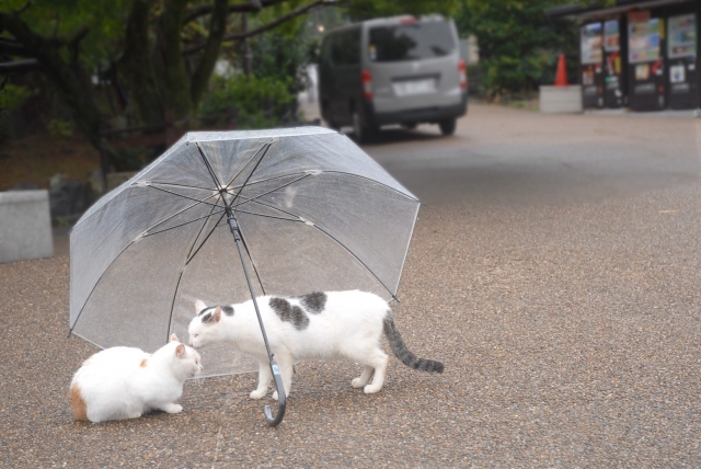 梅雨にもいろいろな種類があるのイメージ画像