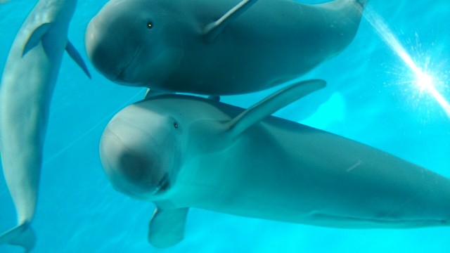 水族館のイメージ画像