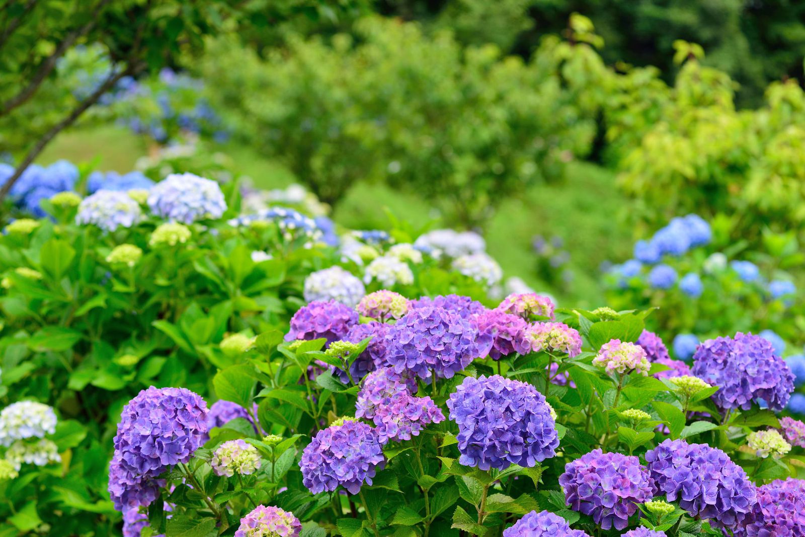 紫陽花まつりのイメージ画像