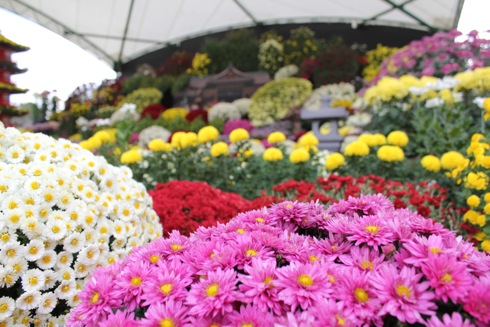 広島城大菊花展のイメージ画像