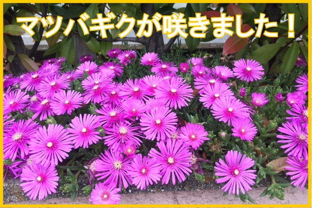 福山サロンのマツバギクが咲きました！のイメージ