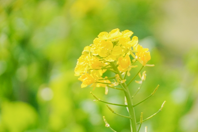 菜の花の季節のイメージ画像