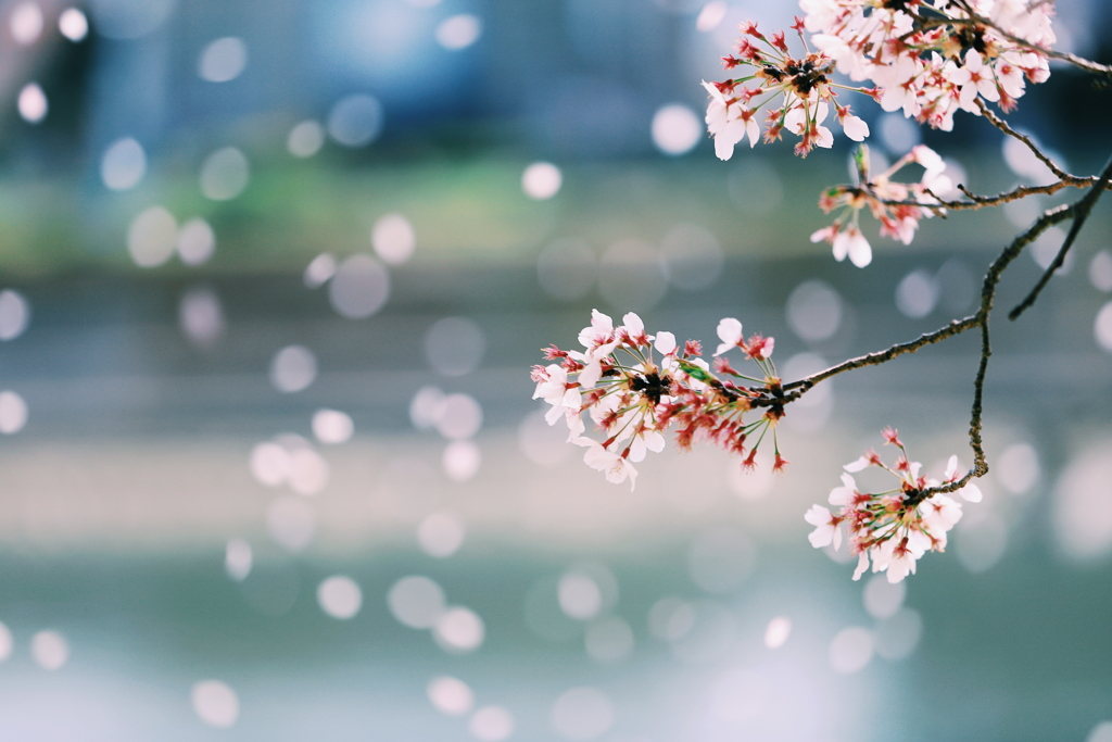 桜吹雪