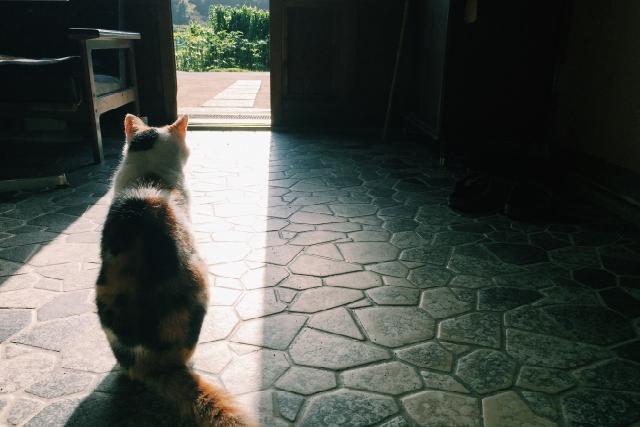 飼猫さくら子の挑戦のイメージ画像