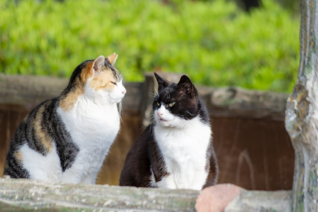 相性（新猫　さくら子シリーズ）のイメージ画像