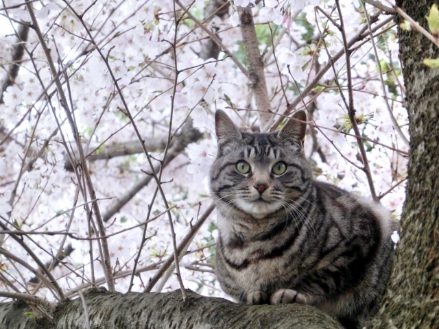 新年度　我が家にも新人猫さんが・・のイメージ画像