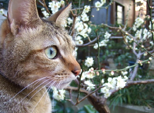 3月　梅の花の季節がやってきました！のイメージ画像