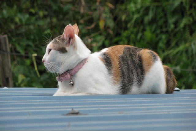 飼猫のさくら子、再び脱走！のイメージ画像